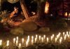 Light in the Grove 2017
