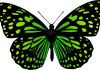 The Magic of Butterflies